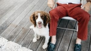 medium-coated white and brown dog beside person wearing red pants