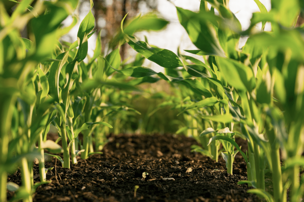 business plan corn farming