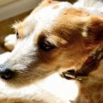 Subtle Signs Your Dog Could Benefit From CBD - A Pet Lover's Guide - AboutBoulder.com