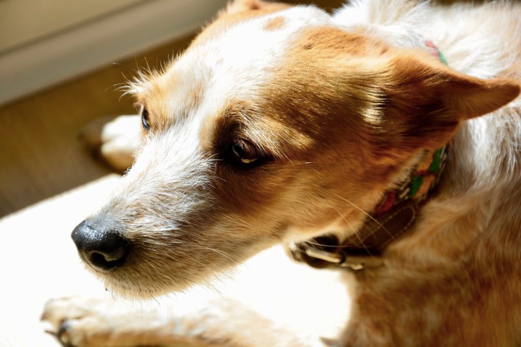 Subtle Signs Your Dog Could Benefit From CBD - A Pet Lover's Guide - AboutBoulder.com