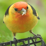 BRIGHT yellow body, dark strips on wings, small but thinks it's big, reddish/orange head. Western Tanager. Migrates through some years for a day or three through Lafayette, Colorado