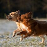 time lapse photo of two puppies running