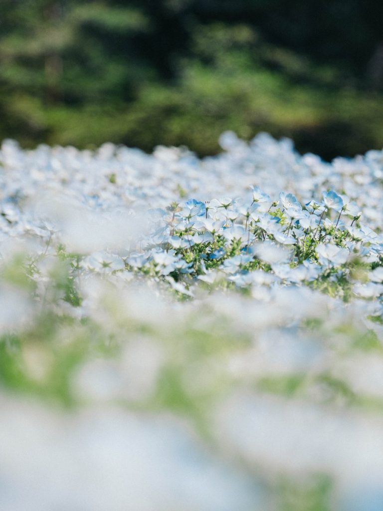 white and blue flower in close up photography during daytime
