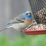 Blue helmeted, white underbelly, dark striped wings, With some rust/rufus color between the blue and leading to the light belly eating seeds at our backyard bird feeder.