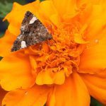 Bright orange Marigold with dark brown winged moth. The moth is the size of the flower enter, and contrasts with the color. Macro shot