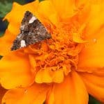 Bright orange Marigold with dark brown winged moth. The moth is the size of the flower enter, and contrasts with the color. Macro shot