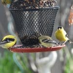 male and female american goldfinches on a feeder. The males are bright yellow with black and white striping on the wings. The females are generally pale gray yellow where the males are bright. Black cap. My signature is to have bird looking right at me. I think this draws the viewer in, and adds emotion to the pic. I think that if there is no emotion in the pic, then it is record of what you see, perhaps not art.