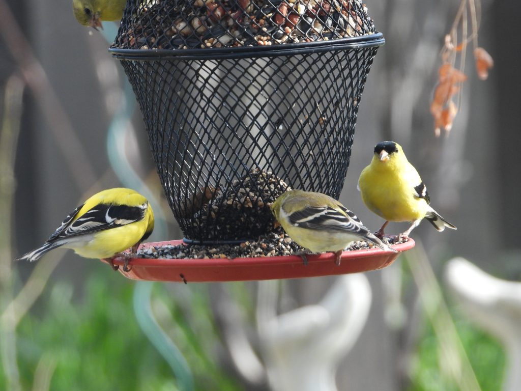 male and female american goldfinches on a feeder. The males are bright yellow with black and white striping on the wings. The females are generally pale gray yellow where the males are bright. Black cap. My signature is to have bird looking right at me. I think this draws the viewer in, and adds emotion to the pic. I think that if there is no emotion in the pic, then it is record of what you see, perhaps not art.