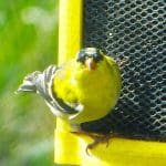 american goldfinch looking at me from a goldfinch feeder. black and white stripped tail, gold-yellow bothd, black cap.