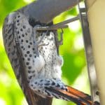 Western Flicker woodpecker, about 10" tail tip to beak tip. Maybe a little bigger. Light belly with dark round spots. Color orange in the tail feather shafts. They used to be red or yellow, and I think they cross-bred and we have orange. The long neck extension is not "normal" but is reaching for seeds. They like suet too,,