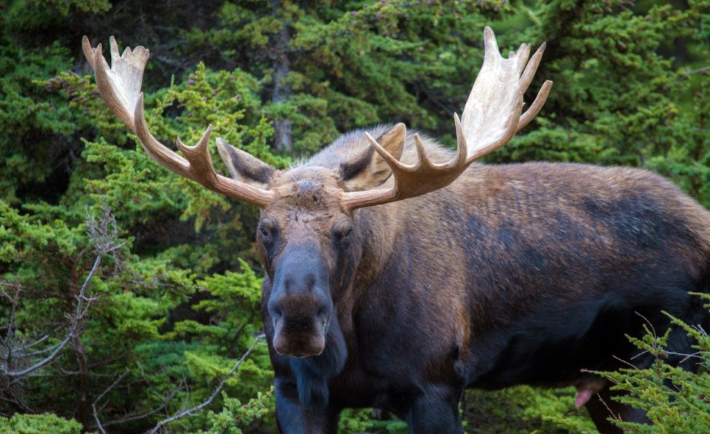 Exploring the Wilds of Boulder County: Tips on How to Spot Moose in the Area