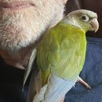 conure parrot on my shoulder, next to my beard