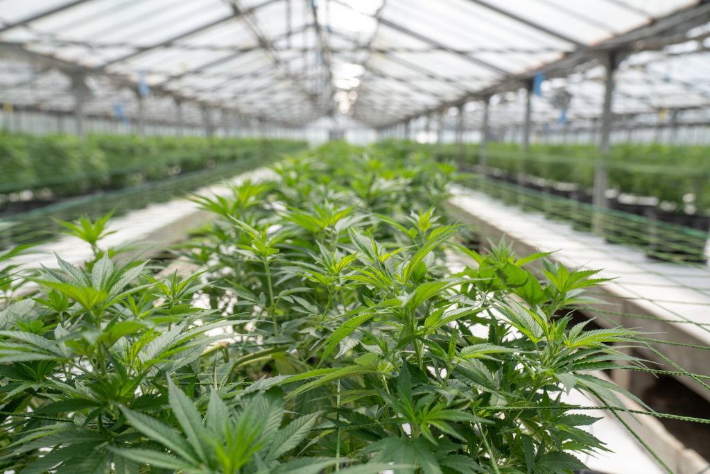 green leaf plants inside greenhouse