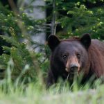 shallow focus photo of grizzly bear