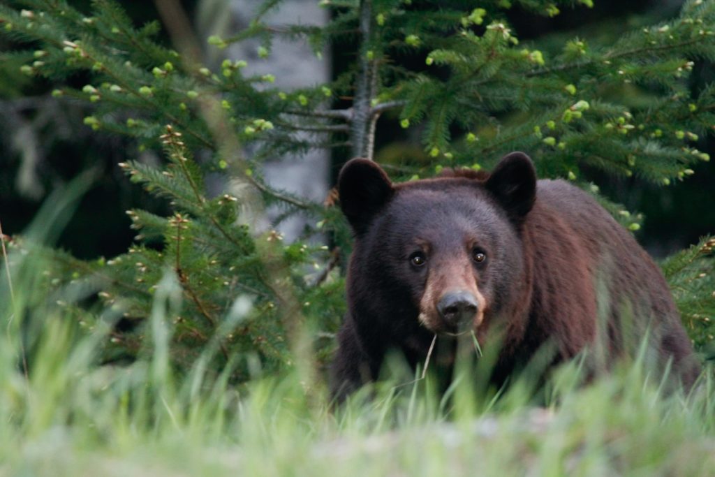 shallow focus photo of grizzly bear