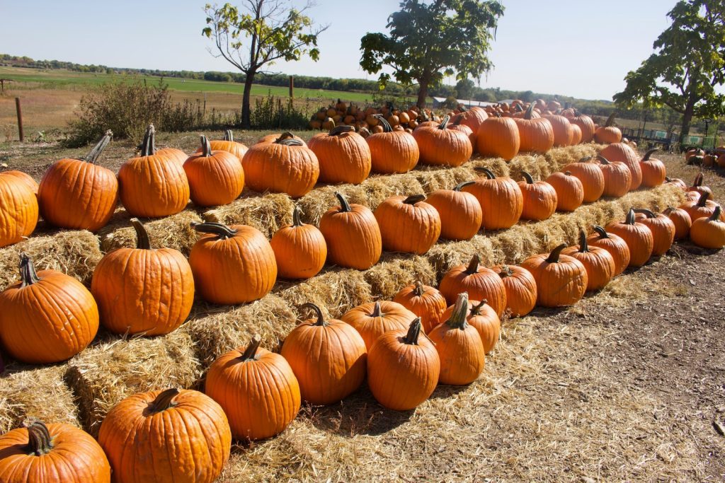 orange pumpkin lot