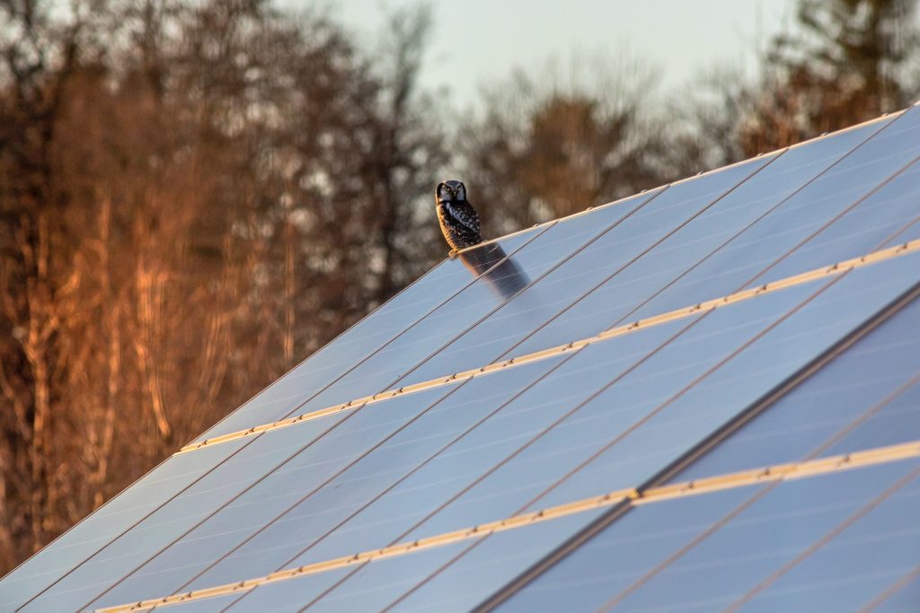 a bird sitting on top of a metal roof