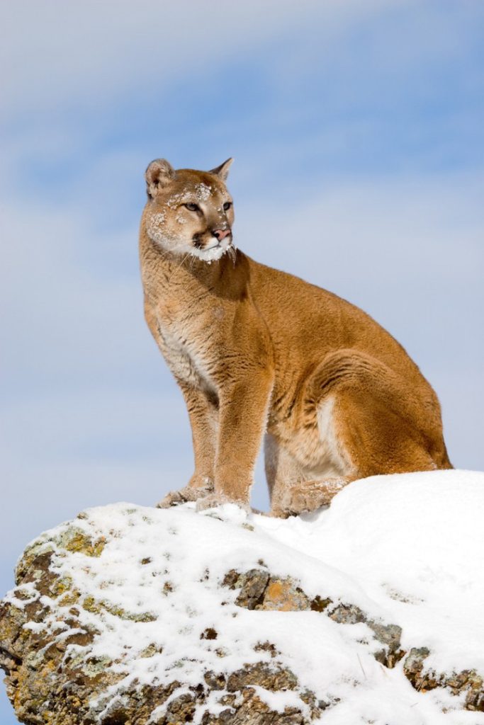 Navigating Boulder's Wild Side: A Journey Through Bears, Mountain Lions, and Rattlesnakes