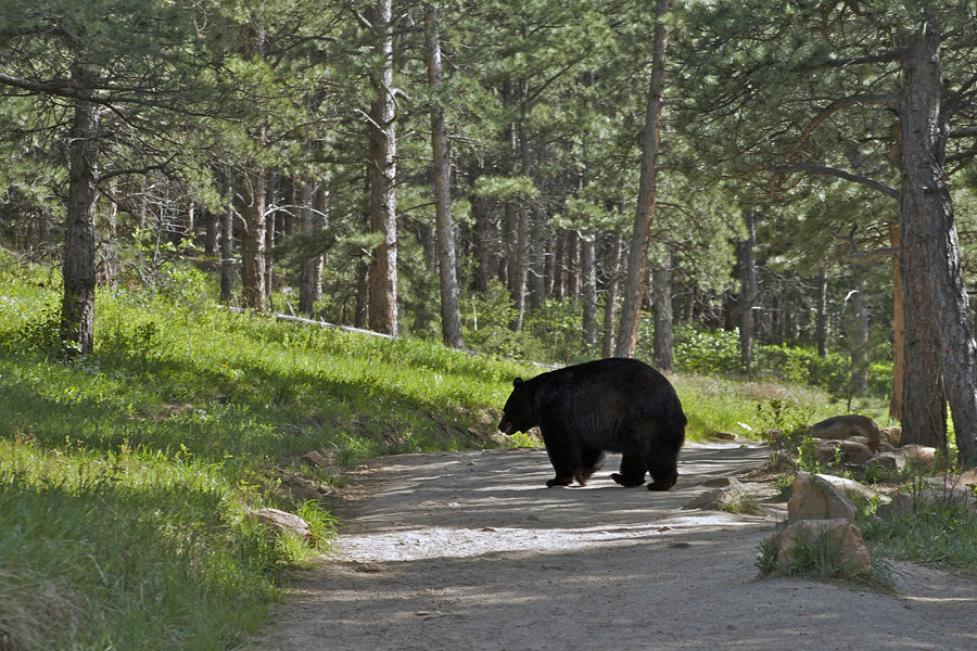 Navigating Boulder's Wild Side: A Journey Through Bears, Mountain Lions, and Rattlesnakes
