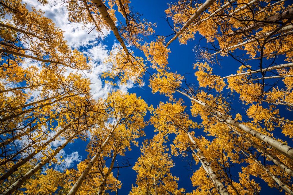 Unlock the Secrets of Leaf Peeping in Colorado