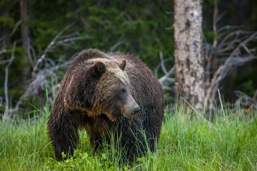Treading Carefully: A Pre-Hike Checklist for Exploring Bear Country in Boulder, Colorado