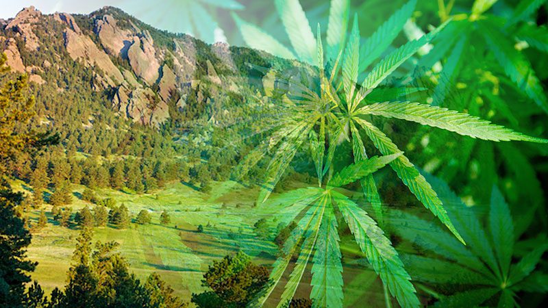 Unraveling the Rich History of Cannabis in Boulder, Colorado