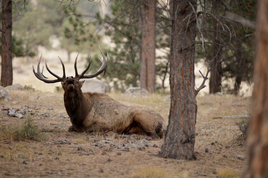 The-Surprising-Town-in-Colorado-with-the-Largest-Elk-Population.jpeg