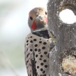 Flicker male woodpecker peeking out from behind a suet feeder.