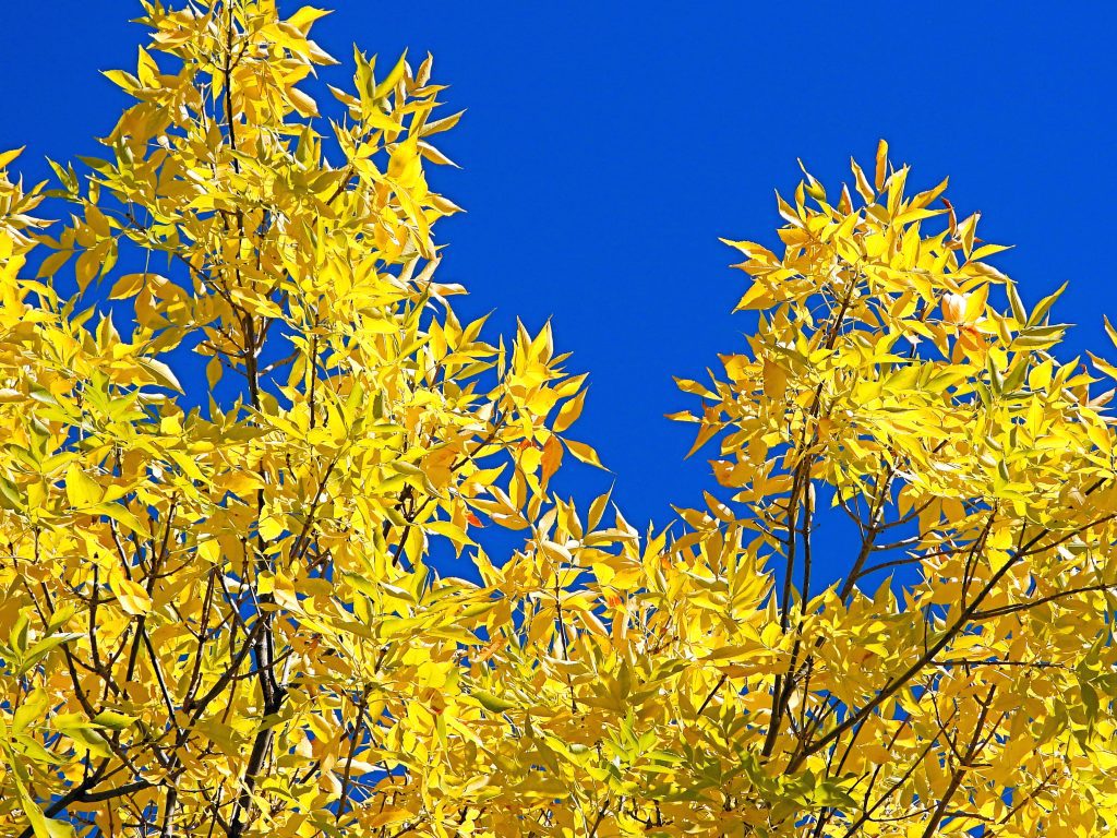 gold ash blue sky DSCN8256