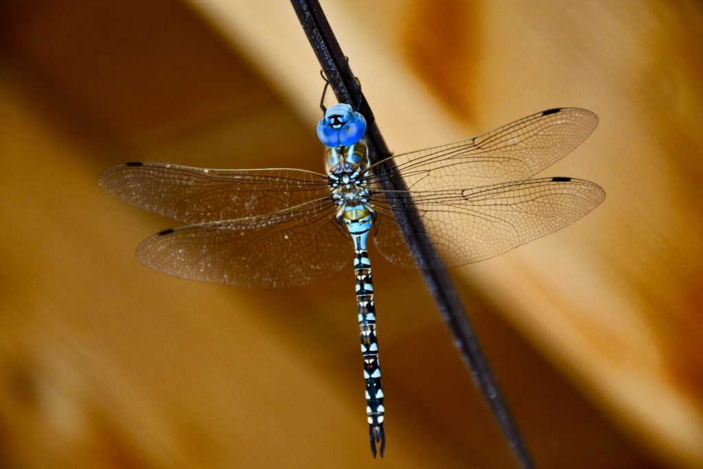 D2 edit blue=eyed garner dragonfly IMG_9894