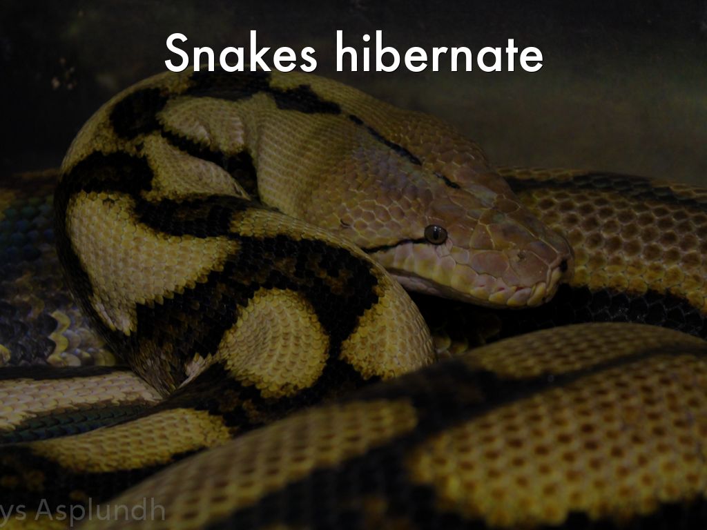 Unveiling the Secrets of Snake Hibernation: Uncovering Nature's Winter Slumber