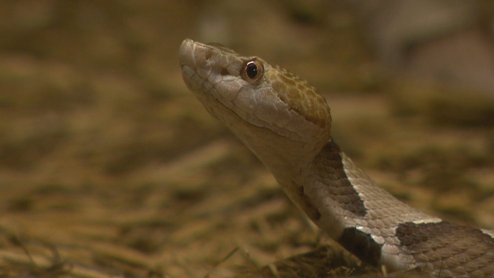 Unveiling the Secrets of Snake Hibernation: Uncovering Nature's Winter Slumber