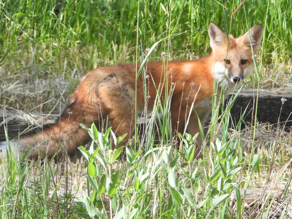 fox DSCN9737