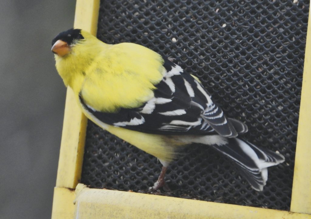 goldfinch feeder DSCN0052