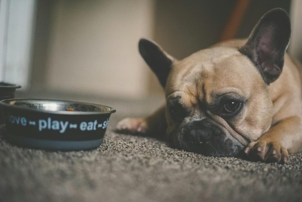How to Transition Your Dog to a Raw Diet - AboutBoulder.com