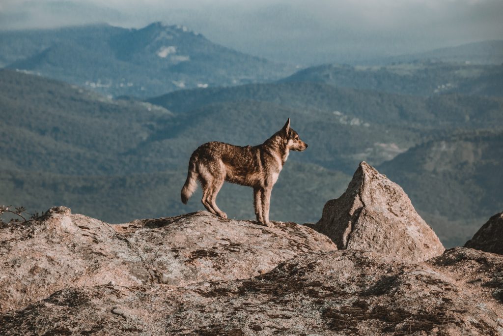 black and brown wolf on brown rock during daytime