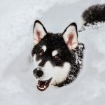 Alaskan Malamute Playing in Deep Snow