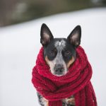 Dog Wearing Crochet Scarf With Fringe While Sitting on Snow Selective Focus Photography