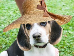 beagle, dog, animal