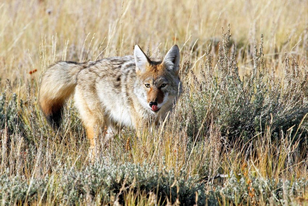 The Coexistence Conundrum: Navigating Life with Coyotes in Boulder, Colorado