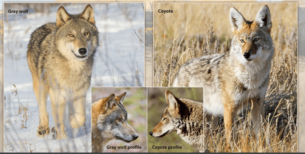 The Coexistence Conundrum: Navigating Life with Coyotes in Boulder, Colorado