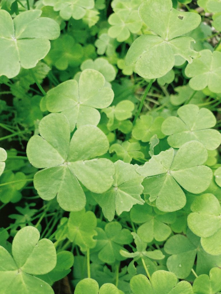 Clovers Growing on the Lawn