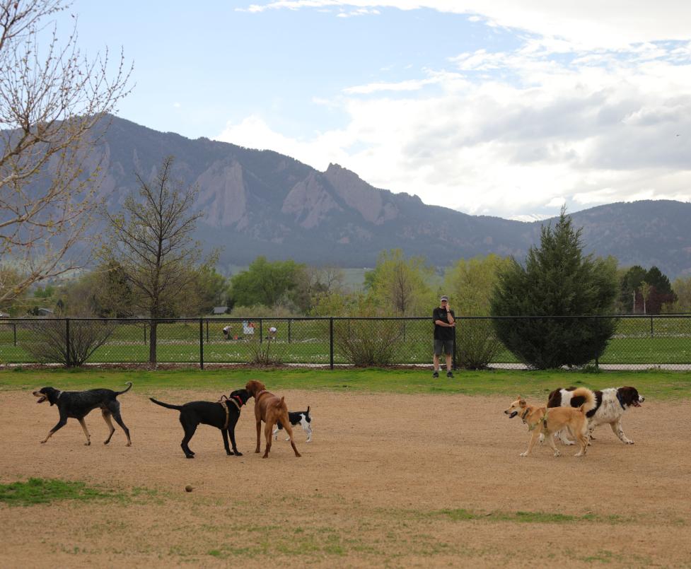 Boulder's Top Dog: A Look at the Canine Community in Colorado's Most Dog-Friendly City