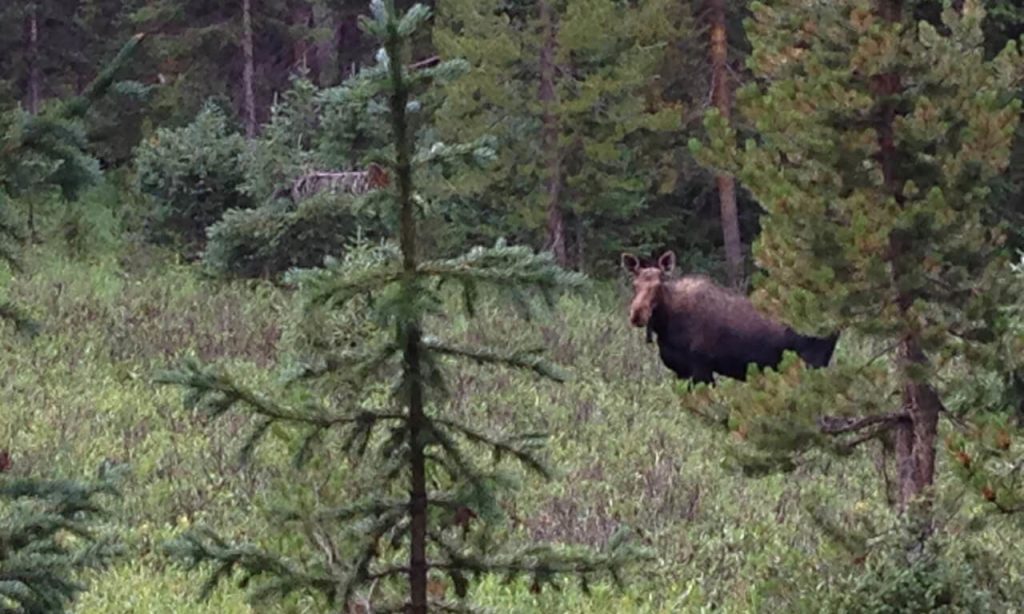 Majestic Moose: A Guide to Spotting These Iconic Creatures in the Boulder, Colorado Area