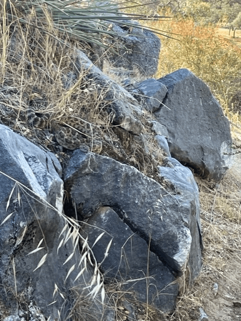 Rattlesnake Season in Boulder: Understanding the Dangers and Precautions