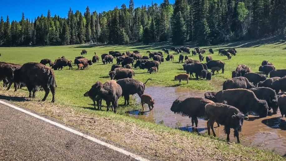 The Bison of Boulder: Exploring the Presence of Buffalo in Colorado