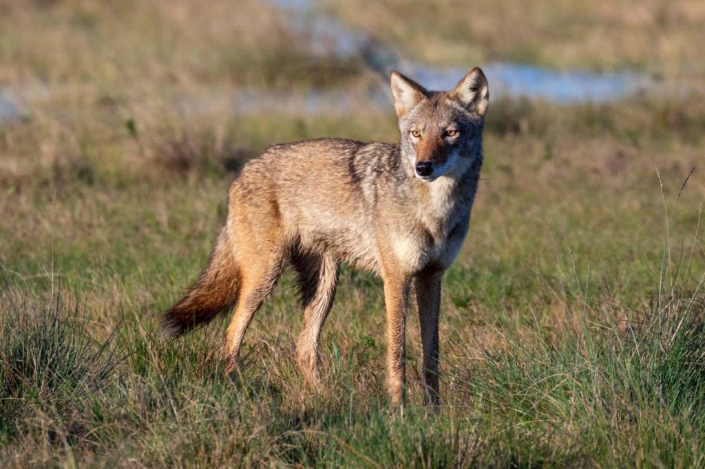 The Controversy of Dog-Wolf-Coyote-Fox Hybrids: Understanding the Genetic Makeup
