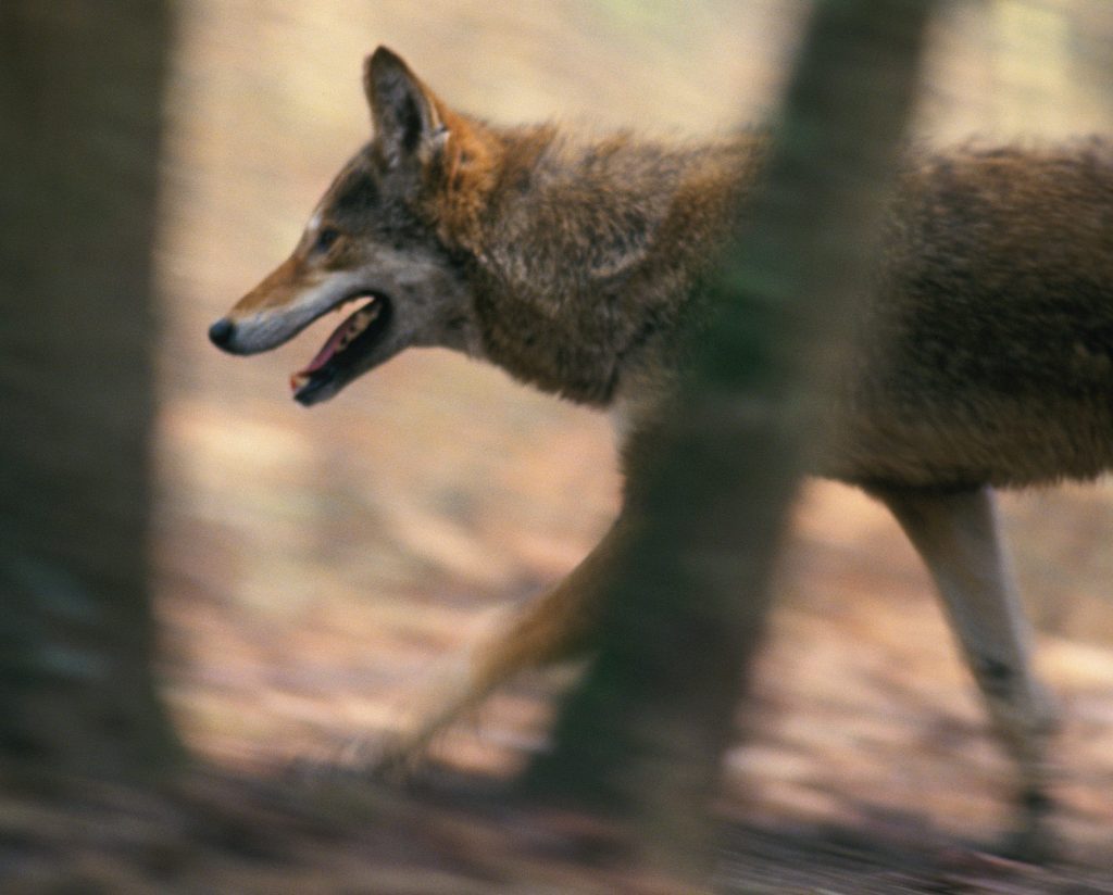 The Controversy of Dog-Wolf-Coyote-Fox Hybrids: Understanding the Genetic Makeup