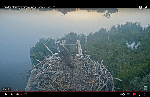 Watch the Majestic Ospreys of Boulder, Colorado: Live Camera Returns for Another Season