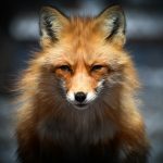 brown fox in close up photography